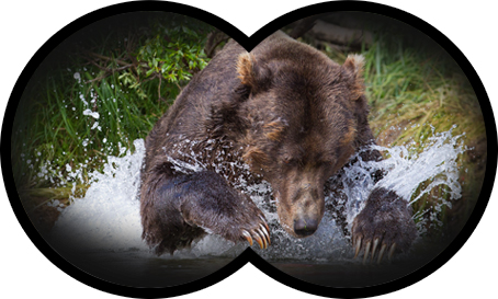 Contact us for your own bear adventure! Grizzly bear jumping in water
